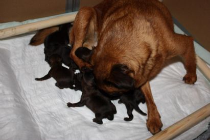 NEWBORN LITTER.