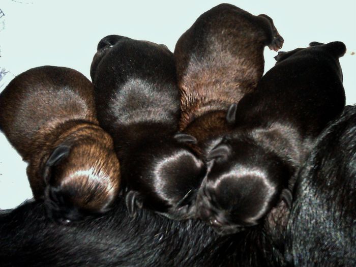 Født 13.09.2012 Fra venstre: rød gutt(4), svart gutt(1), rød gutt(2) og svart jente(3)/ Born 13.09.2012, from left: red boy(4), black boy(1), red boy(2) and black girl(3).
