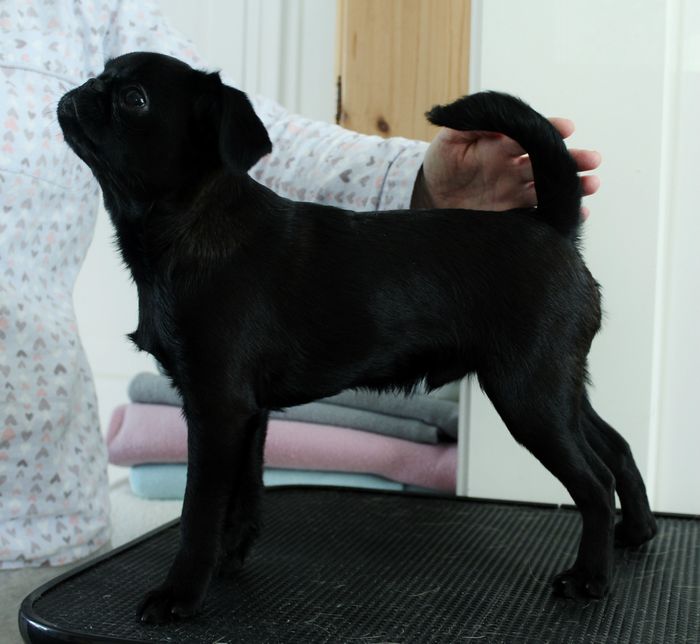 CRÉMETOPPEN`S DANNY BLACK DRAMBUIE BORN 13.09.2012