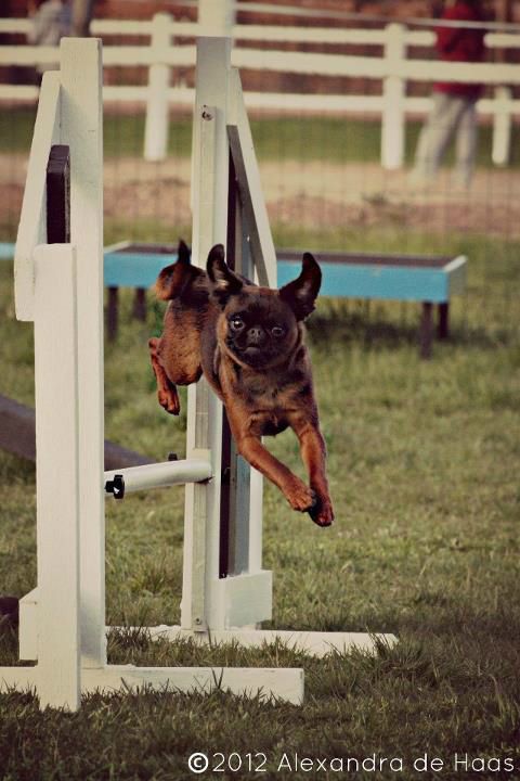 BIBBI AT THE AGILITY