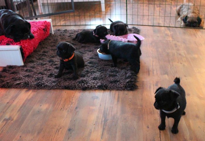 THE PUPPIES 38 DAYS....