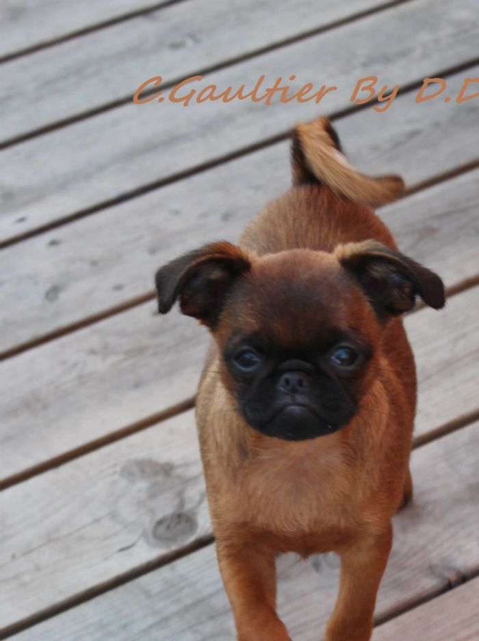 CREMETOPPEN`S GAULTIER BY DD AKA WIKTOR 
BORN 29.04.2014
LIVES IN FINLAND