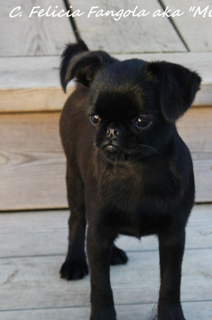 CREMETOPPEN`S FELICIA FANGOLA AKA MINNE
BORN: 11.04.2014