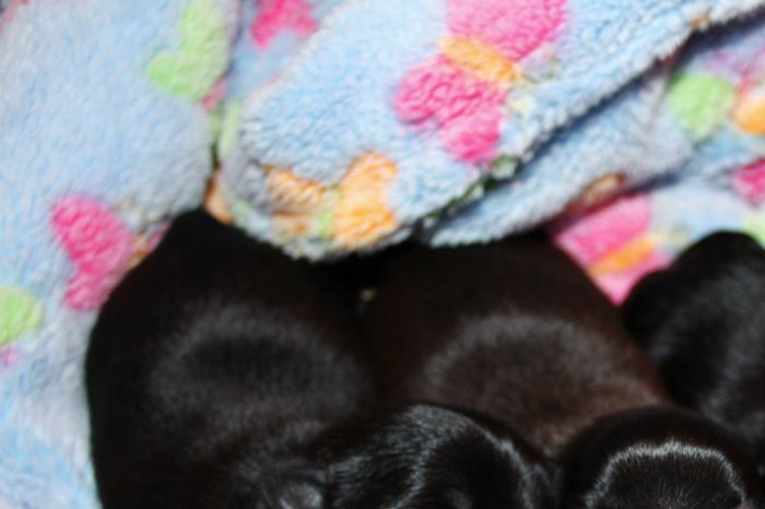 2 black girls & 2 black boys, born 21.12.2014
