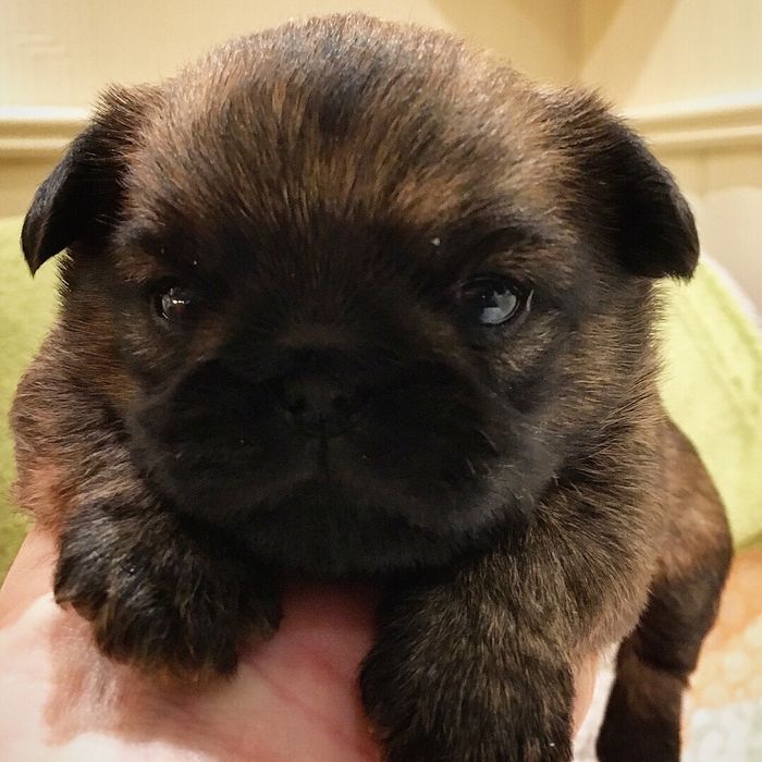 1 Female, born 21.02.2018

Sire: N SE UCH NJV-16 Cremetoppen`s Isaac Von Otto
Dam: N UCH Norwegian kennel Club breed winner 2016 Cremetoppen`s Evangelina Joy