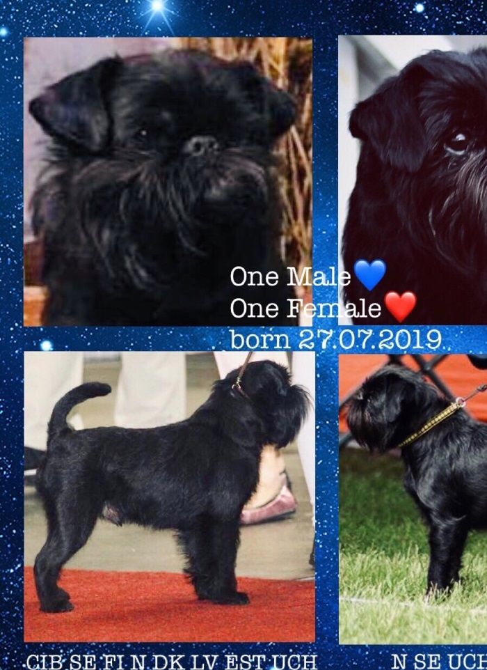 O-LITTER dob 27.07.2019 - 1Male 1 Female
