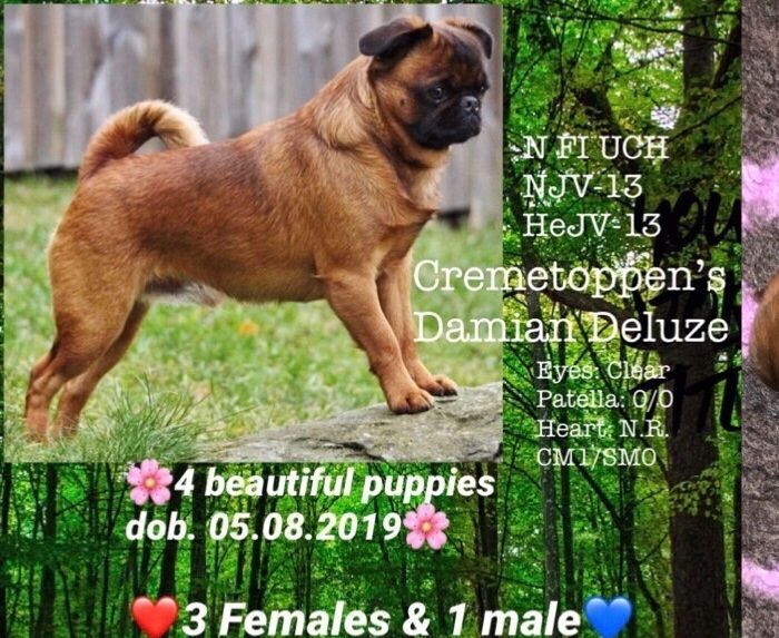 P-Litter dob. 05.08.2019 - 1 Male 3 Females
